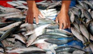 Gara-Gara Sabu, Pria Penjual Ikan Ini Ditangkap Satresnarkoba Polres Tanah Bumbu