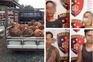 Curi Buah Sawit Milik Perusahaan di Teluk Kepayang Tanbu, Empat  Sekawan Diringkus Polisi
