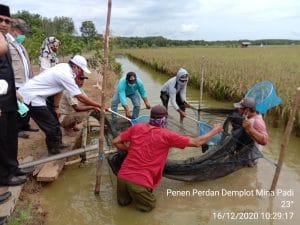 Sukses Uji Coba, Tanah Bumbu Segera Kembangkan Program Mina Padi