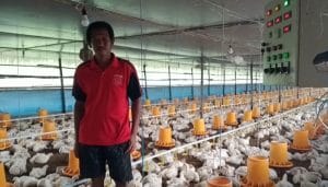 Bermitra Dengan Perusahan    Usaha Ayam Potong, Mantan Kades di Tanbu Ini Pengasilannya Bikin Kaget