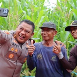 Sukseskan Program Ketahanan Pangan Nasional, Kapolres Kapuas Pimpin Giat Panen Raya Jagung Serentak di Basarang