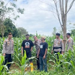 Wakapolres Kotabaru Tinjau Lahan Jagung di Sarang Tiung, Bukti Nyata Sinergi Wujudkan Ketahanan Pangan