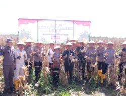 Polda Kalsel Panen 41 Ton Jagung dari Lahan Rawa Basah, Dorong Ketahanan Pangan Berkelanjutan