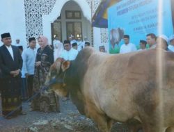 Bupati Tanah Laut Serahkan Bantuan Sapi Kurban Presiden di Hari Raya Idul Adha