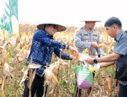 Bupati dan Kapolres Tanah Bumbu Pimpin Langsung Panen Raya Jagung, Didampingi Wakil Bupati