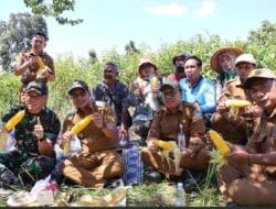 Dukung Ketahanan Pangan, Pemkab Kotabaru Panen Jagung di Desa Sebelimbingan