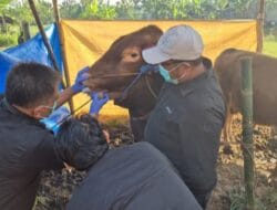 Kementan Tingkatkan Edukasi Korban Sehat dan Sesuai Syariat Islam Jelang Idul Adha