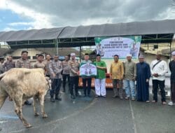 Semangat Idul Adha, Polres Kotabaru Salurkan 18 Ekor Sapi Qurban Untuk Masyarakat