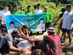 Partai Kebangkitan Bangsa Tanah Bumbu Sembelih 12 Ekor Sapi Kurban Untuk di Bagikan Kepada Masyarakat
