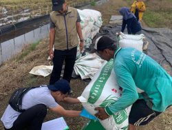 Tembus 4,1 Juta Ton, BULOG Pecahkan Rekor Pengadaan Beras Nasional